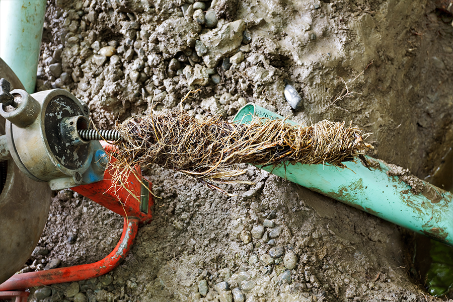 A tangle of tree roots pulled out by a Plumbing Snake to unclog an external groundwater drain in Granite City, IL.